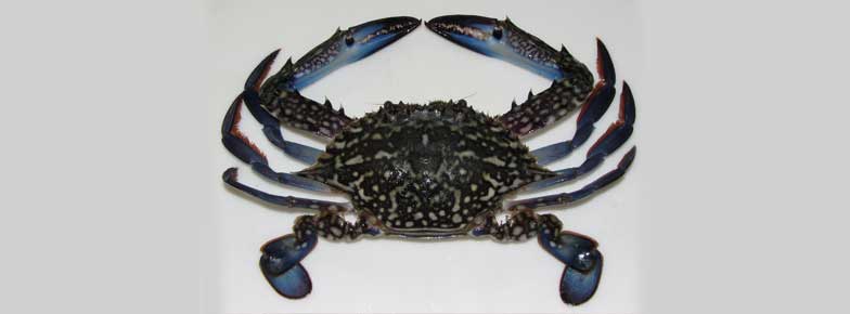  Blue Swimming Crab (Portunus Pelagicus) Exporter in India