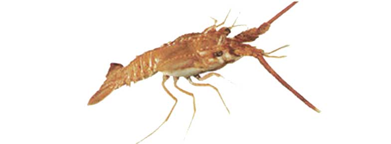  Deep Sea Lobster (Puerulus spp) Exporter in India