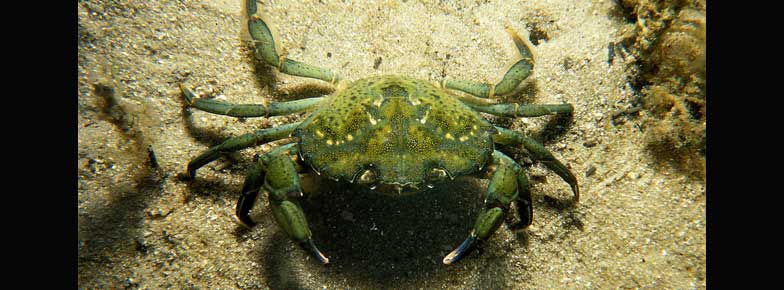  Green Crab (Portunus Sanguinolentus) Exporter in India