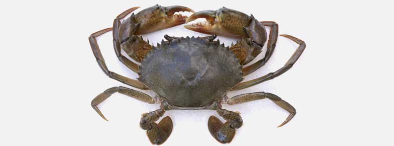  Mud Crab (Scylla Serrata) Exporter in India