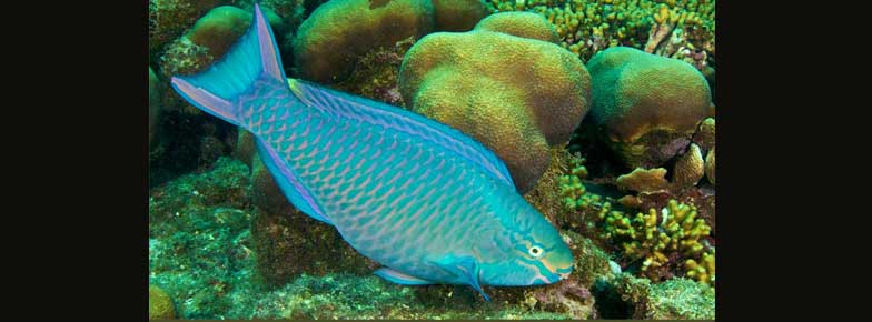  Parrotfish (Scaridae) Exporter in India
