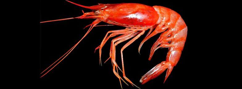  Red Shrimp (Aristeus Alcocki) Exporter in India