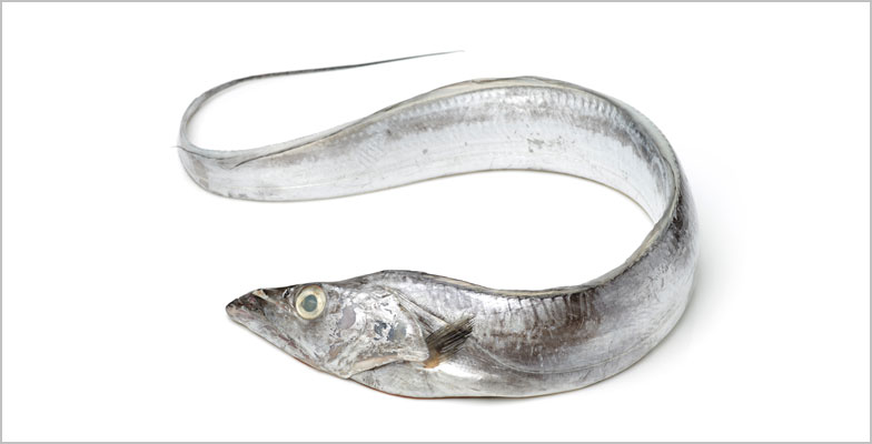  Ribbon Fish (Lepturacanthus savala)Exporter in India