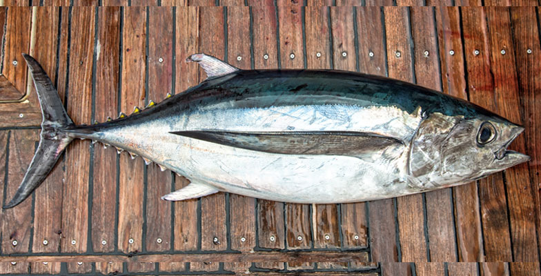  Yellow Fin Tuna (Thunnus Albacares)Exporter in India