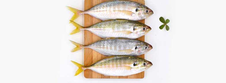 Yellowtail Scad Exporter in India
