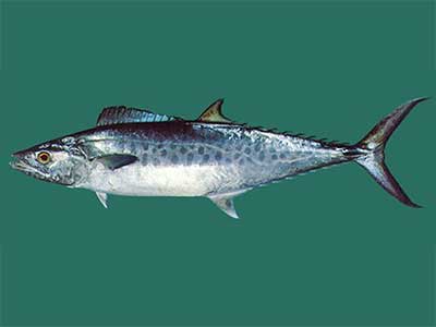 King Fish (scomberomorus Guttatus)