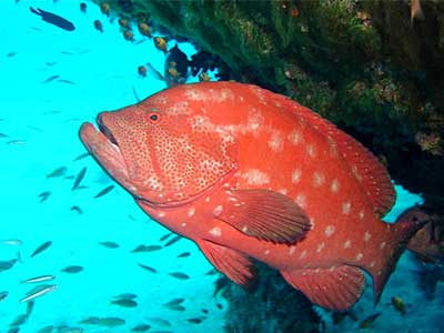 Red Ref Cod (Cephalopholis Sonnerati) 