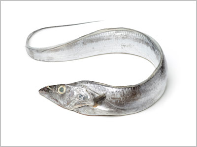 Ribbon Fish (Lepturacanthus savala)
