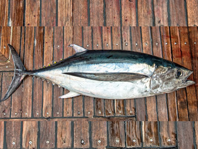 Yellow Fin Tuna (Thunnus Albacares)